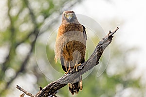 Serpent Eagle portrait