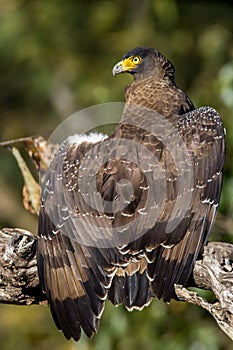 Serpent eagle Ready to takeoff