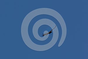 Serpent Eagle soaring in the blue sky