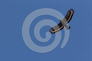 Serpent Eagle soaring in the blue sky