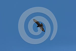 Serpent Eagle soaring in the blue sky