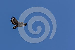 Serpent Eagle soaring in the blue sky