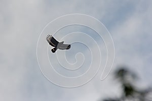 Serpent Eagle soaring in the blue sky