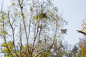 A Serpent eagle taking off