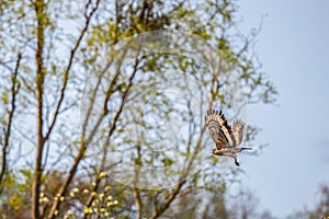 A Serpent eagle taking off