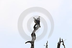 serpent eagle on a tree branch