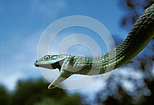 SERPENT philothamnus semivariegatus