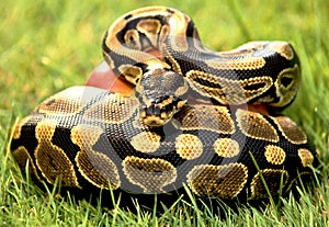 Serpent python photo