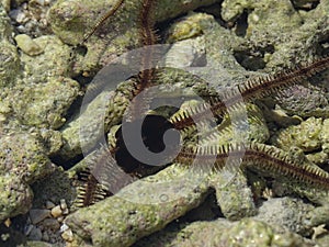 Serpent Sea Star on Corals photo