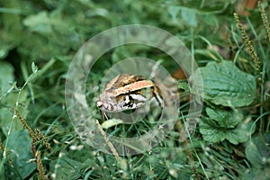 Serpent showing forked tongue.