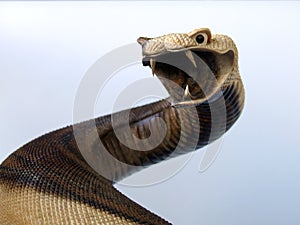 Serpent wood carving photo