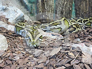 Serpente Boa Constrictor