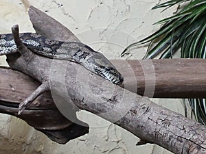 Serpente sul ramo