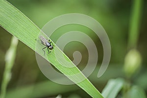 Serpentine leaf miner