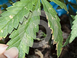 Serpentine leaf miner Liriomyza huidobrensis is a tiny fly whose larvae (grubs) damage plants