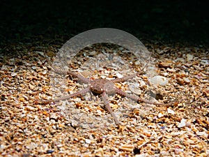 Serpentâ€™s table brittle star, Ophiura albida. Loch Carron, Scotland