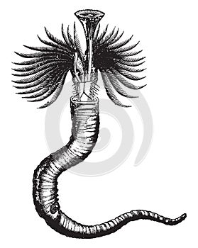 Serpula contortiplicata, vintage illustration