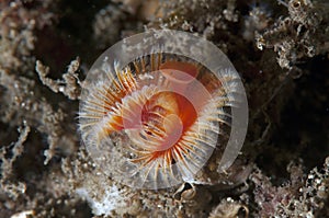 Serpula (sea worm) photo