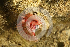 Serpula vermicularis, known by common names including the calcareous tubeworm, fan worm, plume worm or red tube worm, photo