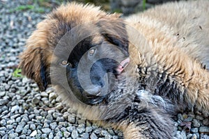 Serra da Estrela dog