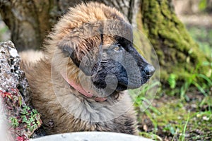 Serra da Estrela dog