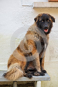 Serra da Estrela dog