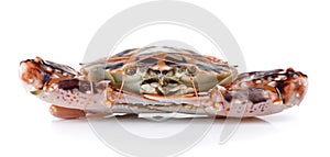Serra ted mud crab on white background