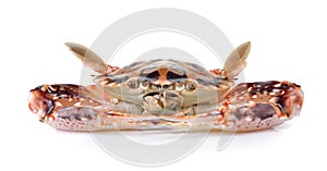 Serra ted mud crab on white background