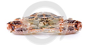 Serra ted mud crab on white background