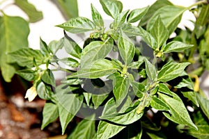 Serrano Chili Pepper, Capsicum annuum 'Serrano'
