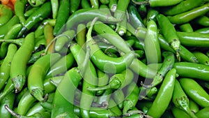 Serrano pepper, Capsicum annuum photo