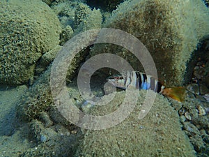 Serranus scriba, painted comber.