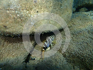 Serranus scriba, painted comber.