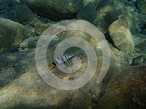 Serranus scriba, painted comber.