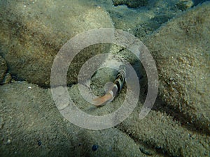 Serranus scriba, painted comber.