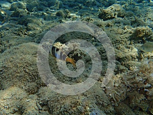 Serranus scriba, painted comber.