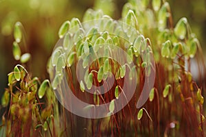 Serrate Dung Moss close up photo