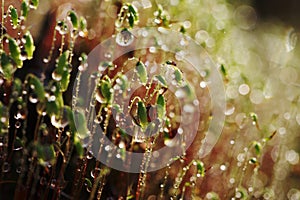 Serrate Dung Moss flower closeup with raindrops