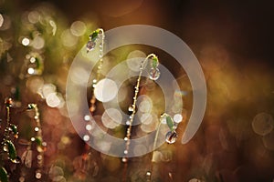 Serrate Dung Moss flower closeup with raindrops