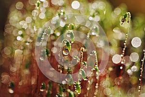 Serrate Dung Moss flower closeup with raindrops