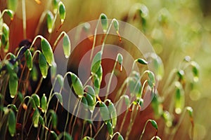 Serrate Dung Moss flower closeup with raindrops photo