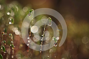 Serrate Dung Moss flower closeup with raindrops