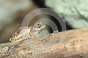 Serrate-legged small treefrog