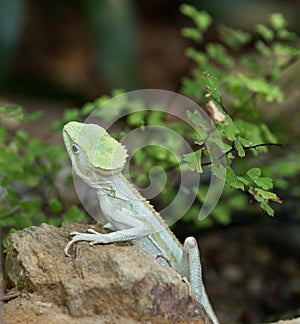 Serrated basilisk lizard photo