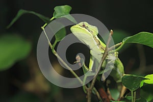 Serrated casquehead iguana