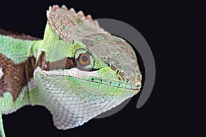 Serrated casquehead iguana (Laemanctus serratus)