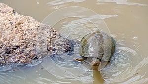 Serrated hinged terrapin  in water