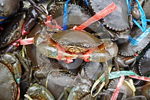 Serrated Mud Crab is tied with straw rope. Scylla serrata, Black Crab, Mangrove Crab.