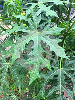 Serration leaf of chaya plant photo