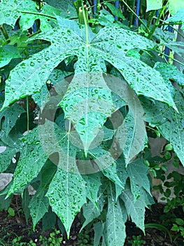Serration leaves of chaya plant photo